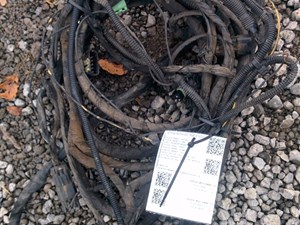 Used 2005 Volvo VNL Wiring Harness (Cab & Dash) (Stock #VV-0444-31)) Part Image