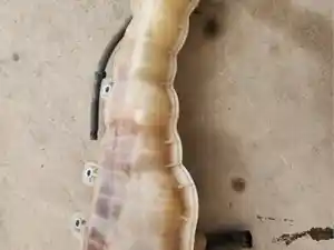 Used 2019 Freightliner Cascadia 126 Coolant Reservoir (Stock #FR-0844-3)) Part Image