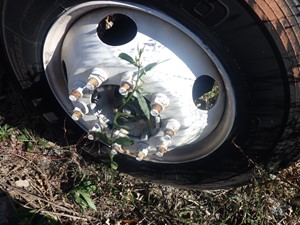 Used 2000 Stud Pilot / Budd 22.5 X 8.25 Wheel (Stock #TA178-8)) Part Image