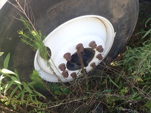Used 2001 22.5" 22.5 X 8.25 Wheel (Stock #TA046-7)) Part Image