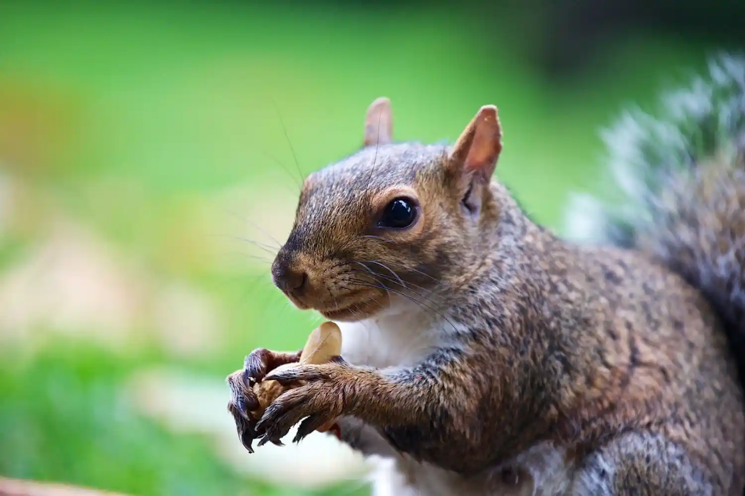 ALLIS CHALMERS  other