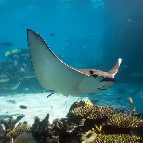 Aerialscope  Fire Truck